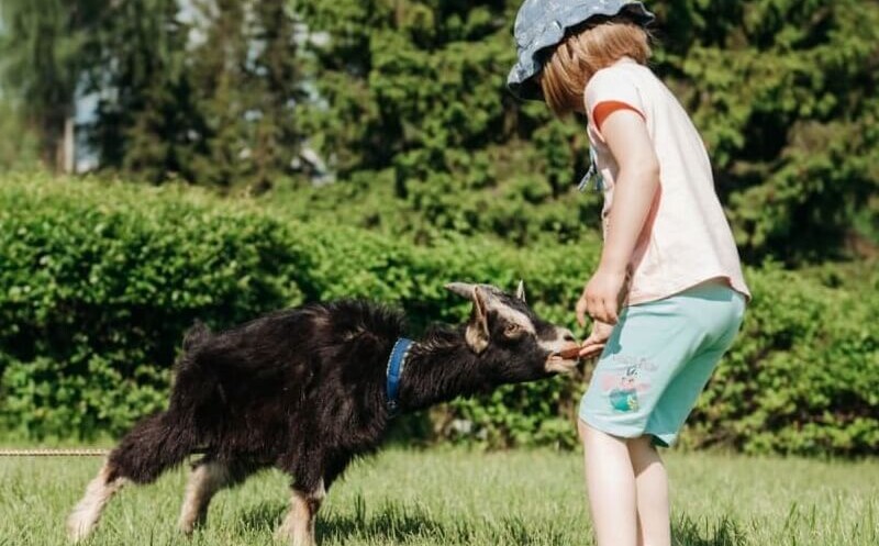 Мини-зоопарк